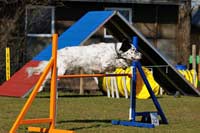 Agility-Seminar mit Kriszta Kabai (19./20.03.2012)