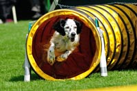 Agility Enztal-Cup (12.05.2012)