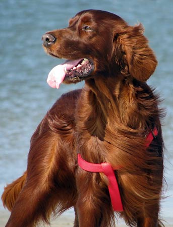 Brandy-IS-01
