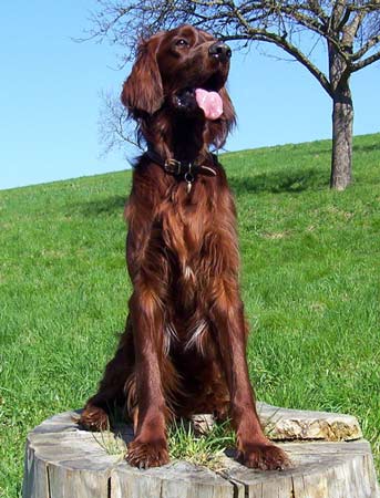 Brandy-IS-03