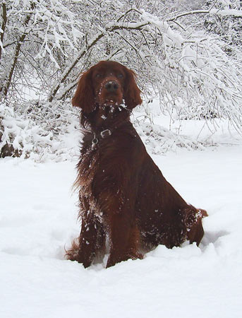 Brandy-IS-09
