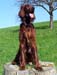 Brandy-IS-03