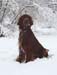 Brandy-IS-09