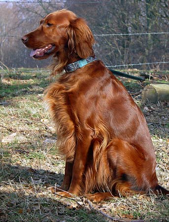 Ronja-01