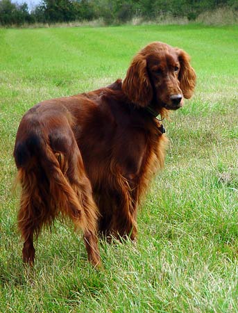 Ronja-06