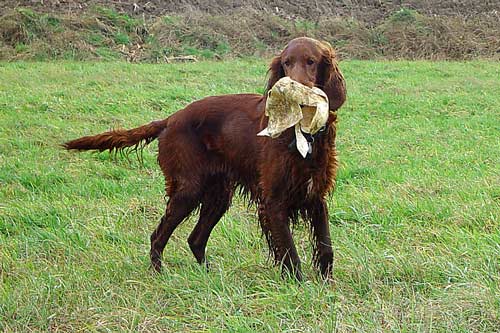 Ronja-08