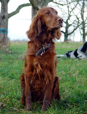 Ronja-09