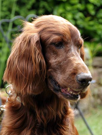 Ronja-10