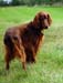Ronja-06