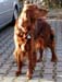 Ronja-07