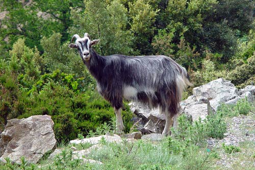 20-Korsika-2006