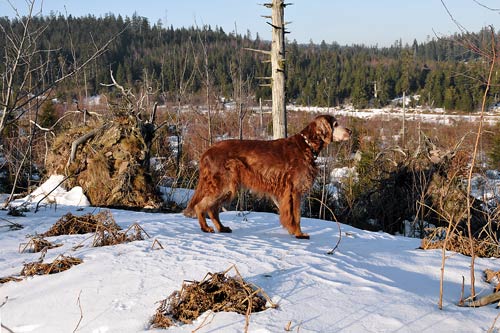 07-Schwarzwald-2008