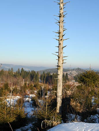 08-Schwarzwald-2008