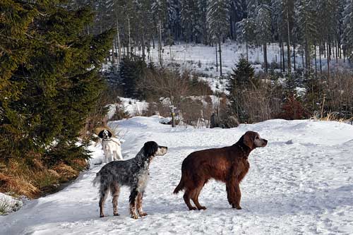 24-Schwarzwald-2008
