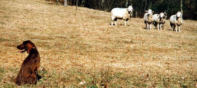 03-Schweiz-1997