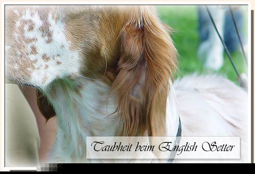 Taubheit beim English Setter