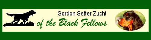 Gordon Setter Zucht of the Black Fellows
