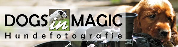 Dogs in Magic - Hundefotografie