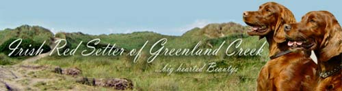 Irish Setter of Greenland Creek