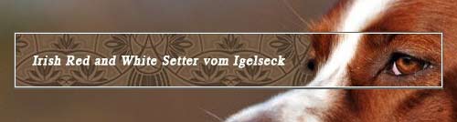 Irish Red & White Setter vom Igelseck