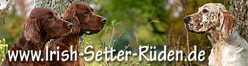 Irish Setter Rüden Herr Werner