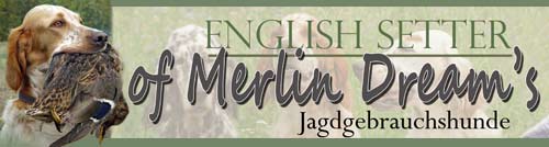Of merlin dream's