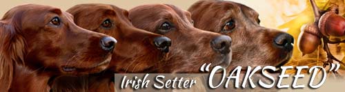 Setter of Oakseed