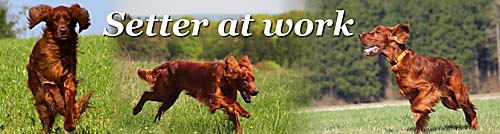 Setter at Work