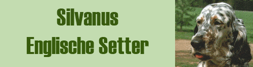 Silvanus - Englische - Setter