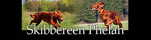 Skibbereen Phelan