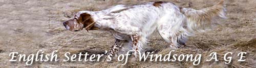 English Setters of Windsong AGE