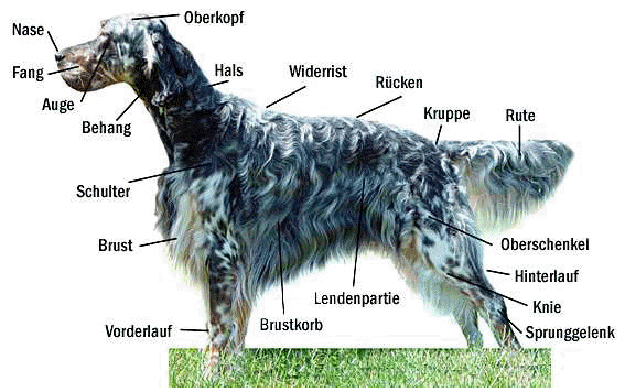 Setter