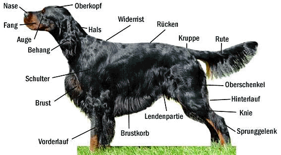 Setter
