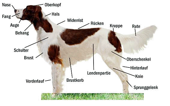 Setter