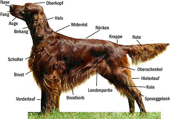 Setter
